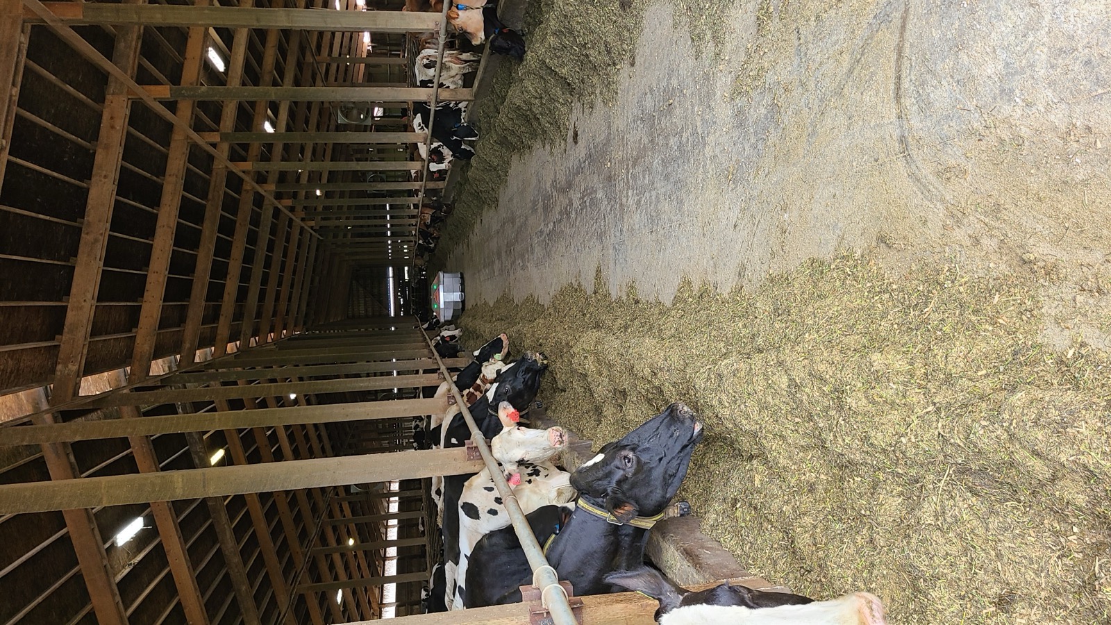 Dairy barn and herd supported by Crystal Creek USA